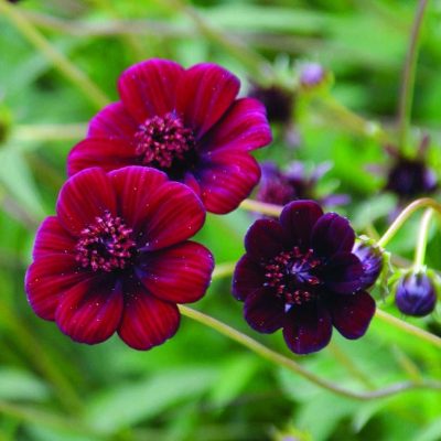 Cosmos astrosanguineus Chocamocha