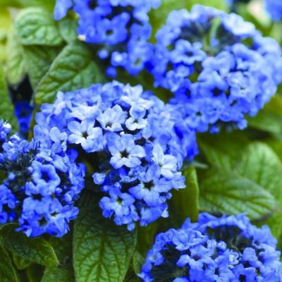 Heliotropium arborescens Atlanta (PP11326)