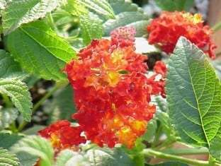 Lantana Red Spread (PP14691)