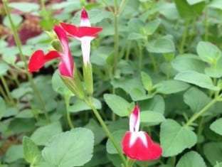 Salvia microphylla Hot Lips