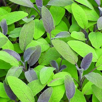 Salvia officinalis Purpurascens