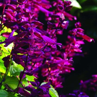 Salvia splendens 'Saucy Wine'