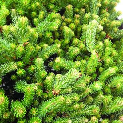 Sedum hakonense Chocolate Ball