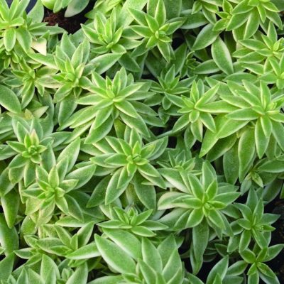 Sedum lineare Sea Urchin