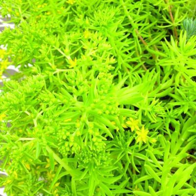 Sedum rupestre 'Lemon Ball'