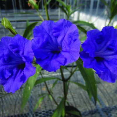 Ruellia hybrid Mayan Purple