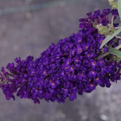 Buddleja davidii Buzz® Midnight