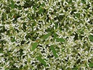 Euphorbia hypericifolia Hip Hop