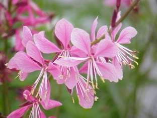 Oenothera Gaura lindheimeri Siskiyou Pink