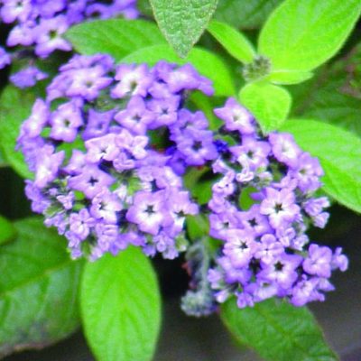 Heliotropium arborescens 'Fragrant Delight'