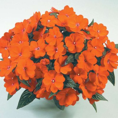 Impatiens, New Guinea Harmony Orange Blaze