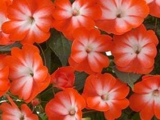 Impatiens, New Guinea Harmony Orange Star