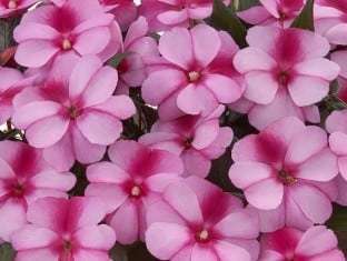 Impatiens, New Guinea Harmony Purple Cream