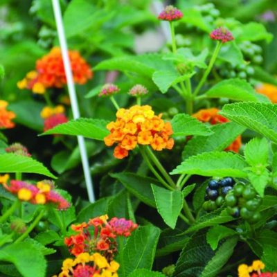 Lantana Esperanta Red