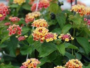 Lantana 'Irene'