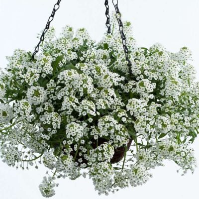 Lobularia White Stream