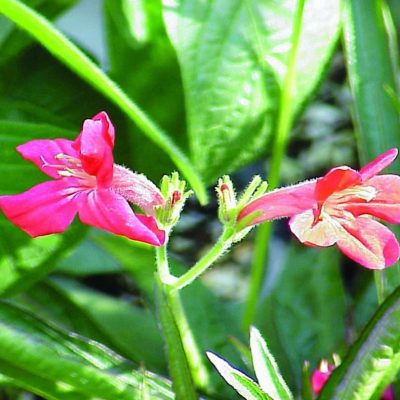 Ruellia elegans Brazilian Red