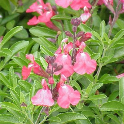 Salvia greggii Lipstick