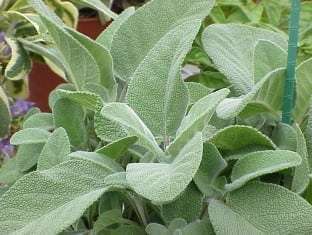 Salvia officinalis Berggarten