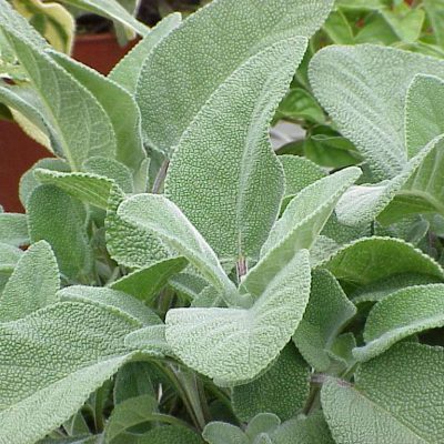 Salvia officinalis Berggarten variegata