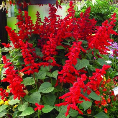 Salvia splendens 'Saucy Red'
