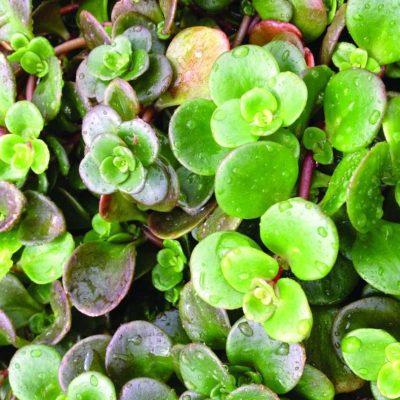 Sedum tetractinum Coral Reef