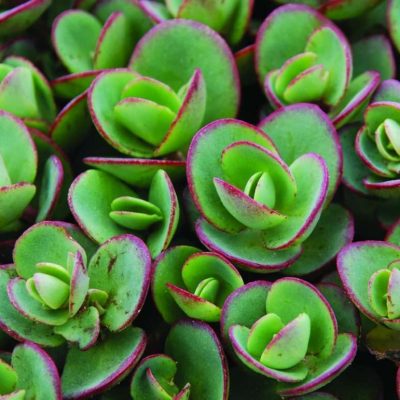 Sedum SunSparkler® Lime Zinger (PPAF)