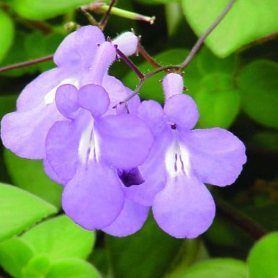 Streptocarpus Streptocarpella Concord Blue