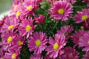 Aster dumosus Kickin' Carmine Red