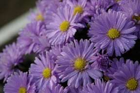 Aster dumosus Kickin' Lavender