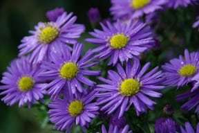 Aster dumosus Kickin' Sapphire