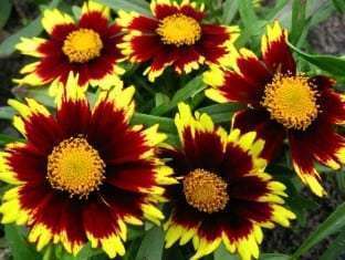 Coreopsis hybrid Cosmic Eye