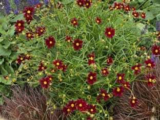 Coreopsis hybrid Mercury Rising