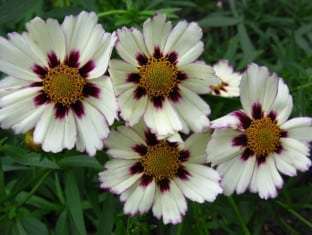 Coreopsis hybrid Star Cluster