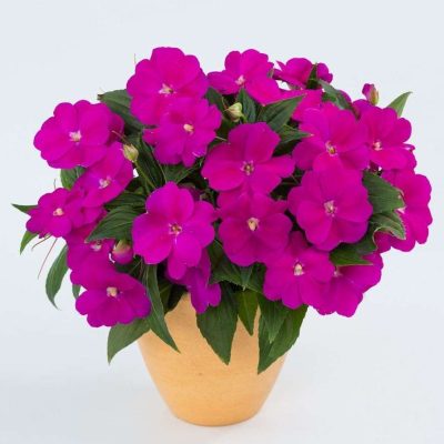 Impatiens, New Guinea Harmony Deep Magenta