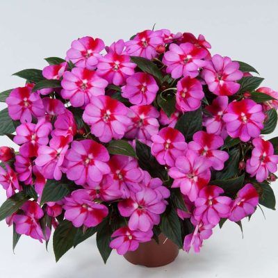 Impatiens, New Guinea Harmony Marshmallow Cream