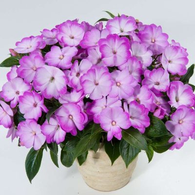 Impatiens, New Guinea Harmony Radiance Lilac