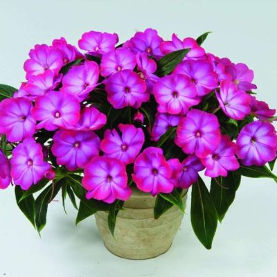 Impatiens, New Guinea Harmony Radiance Magenta
