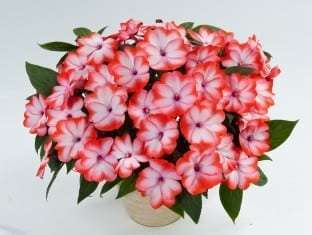 Impatiens, New Guinea Harmony Radiance Scarlet