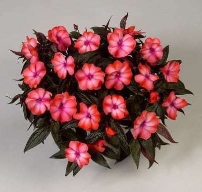Impatiens, New Guinea Harmony Salmon Cream