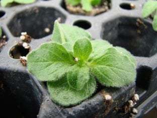 Origanum vulgare 'Hot and Spicy'