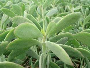 Senecio crassillimus