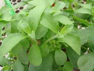 Stevia rebaudiana
