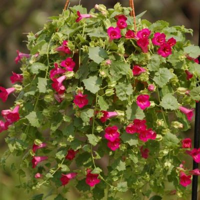 Lophospermum hybrid Lofos® Compact Rose