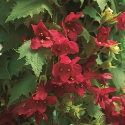 Lophospermum hybrid Lofos® Red Wine