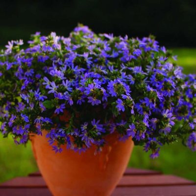 Scaevola aemula Surdiva® Classic Blue