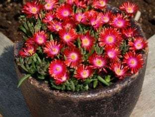 Delosperma Jewel of Desert Garnet PP23471