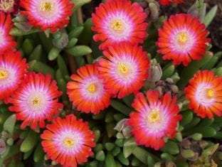Delosperma Jewel of Desert Grenade