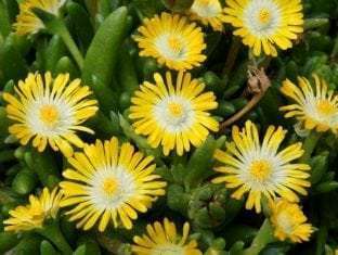 Delosperma Jewel of Desert Peridot PP23566