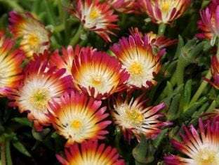 Delosperma Jewel of Desert Ruby PP23453